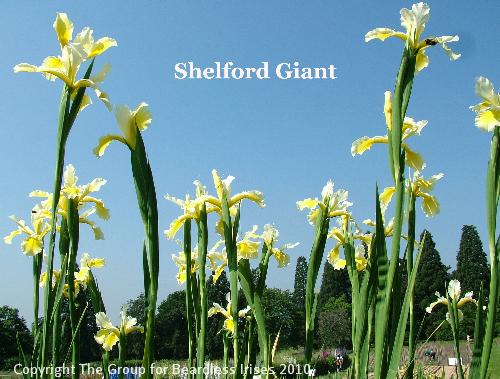Shelford Giant (5)